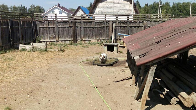 Ивановцы спасли подопечных «ЗОО 37» от ужасной жары